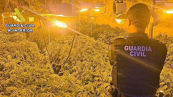 Desmantelan un grupo delictivo que cultivaba al menos 700 plantas de marihuana en Ricote