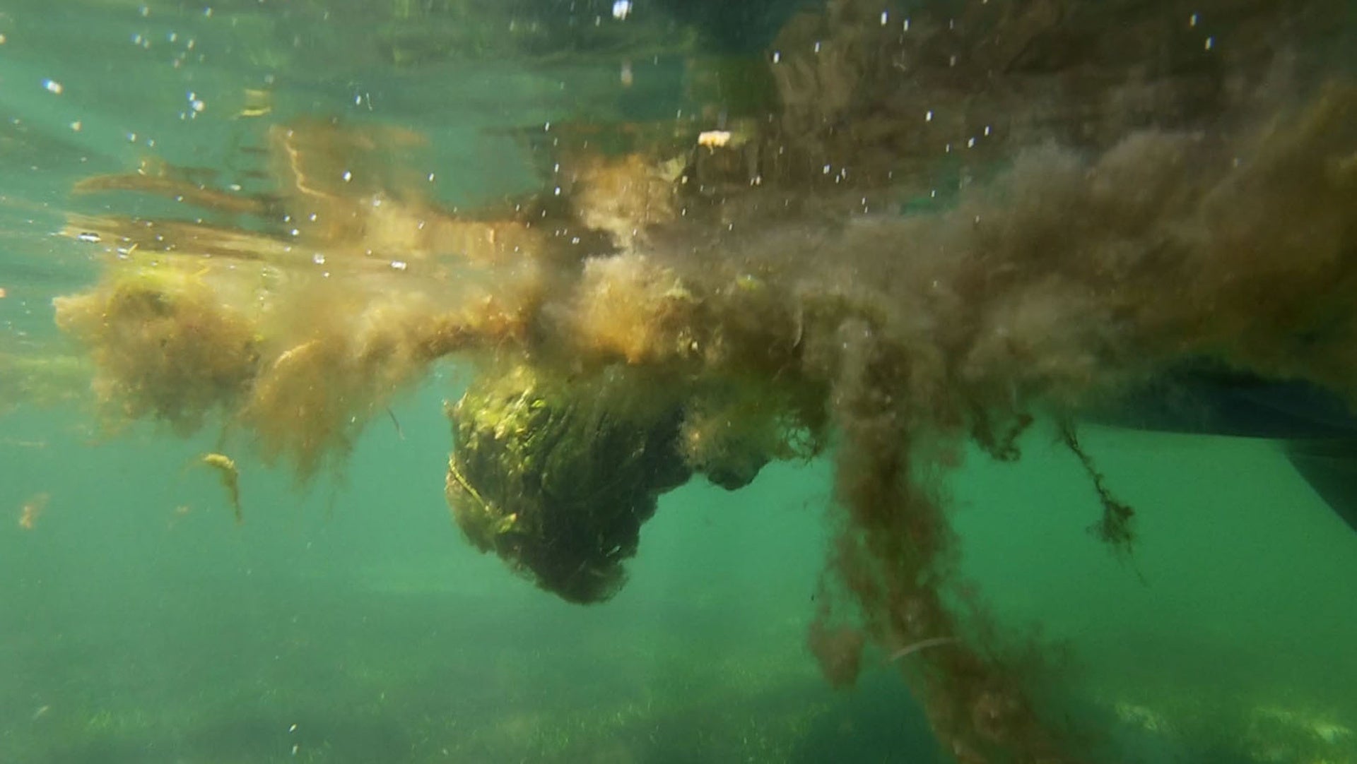 Una década de la sopa verde que viralizó el Mar Menor