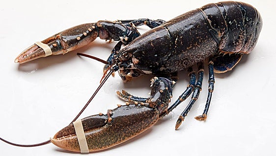 La langosta, de «cucaracha marina» a la máxima expresión del lujo culinario