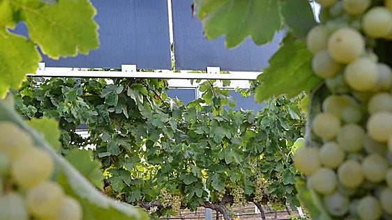 El investigador que le puso voltios al vino