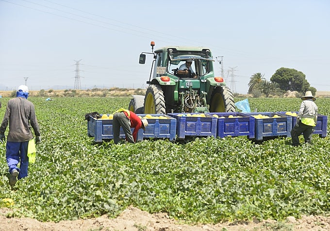 Temporeros trabajando en una finca de melones en el municipio.