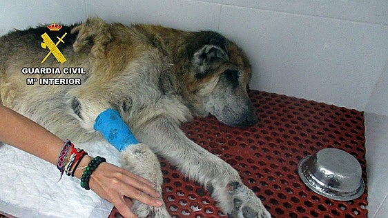 Sacrifican en Mazarrón a una perra abandonada víctima de maltrato