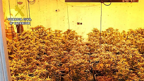 Dos detenidos por cultivar más de 500 plantas de marihuana en Las Torres de Cotillas