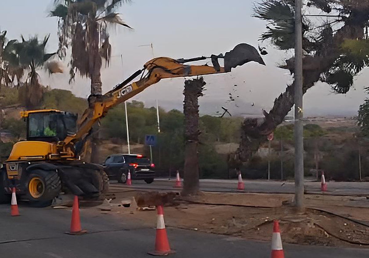 Una excavadora derribando las palmeras durante las obras de acceso a Altorreal.