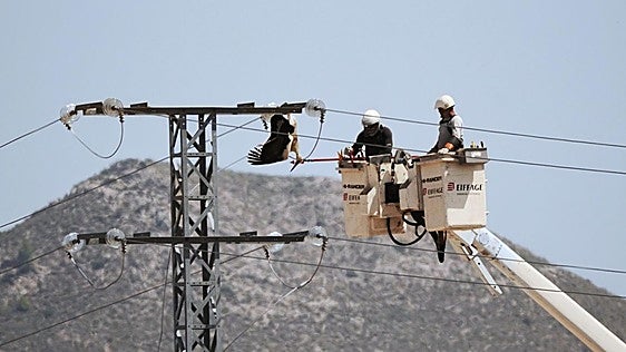 ANSE denuncia la muerte de varias cigüeñas por electrocución en Yecla