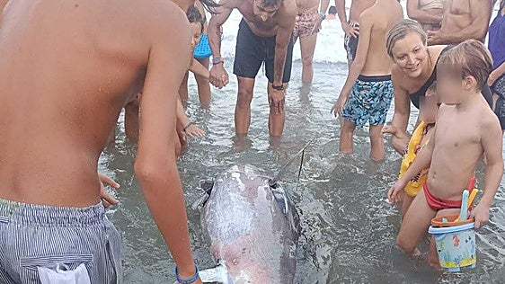 Aparece un atún de más de un metro en la playa a la altura del kilómetro 11 de La Manga