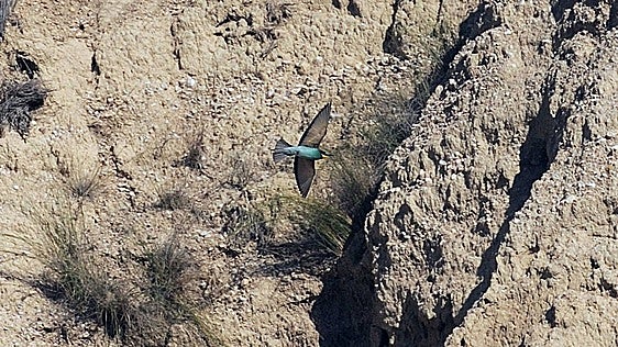 La autopista aérea hacia África llena de alas los cielos de la Región