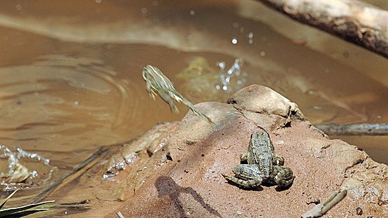 El aumento del calor extremo causa más alteraciones en la fauna silvestre de la Región de Murcia
