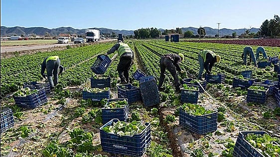 Asaja no descarta movilizaciones «en breve» en la Región por las «crisis encadenadas» en el campo