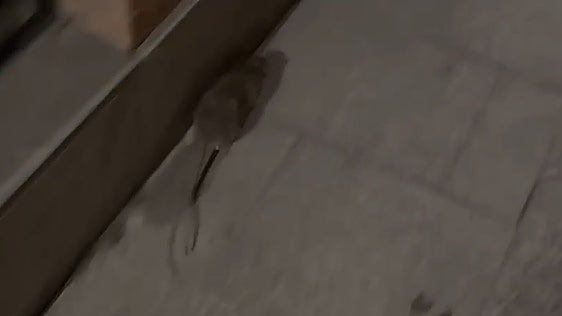 Las quejas por la presencia de ratas en calles de Murcia llegan este jueves al Pleno