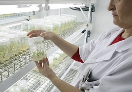 Una genetista sostiene una muestra de una nueva variedad de uva en Murcia.