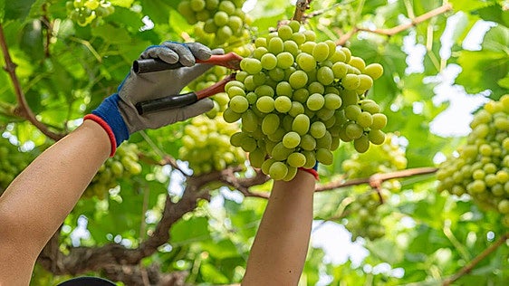 Moyca, una empresa murciana con alcance global