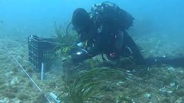 El Puerto de Cartagena trabaja para crear el primer bosque marino de posidonia oceánica en aguas portuarias