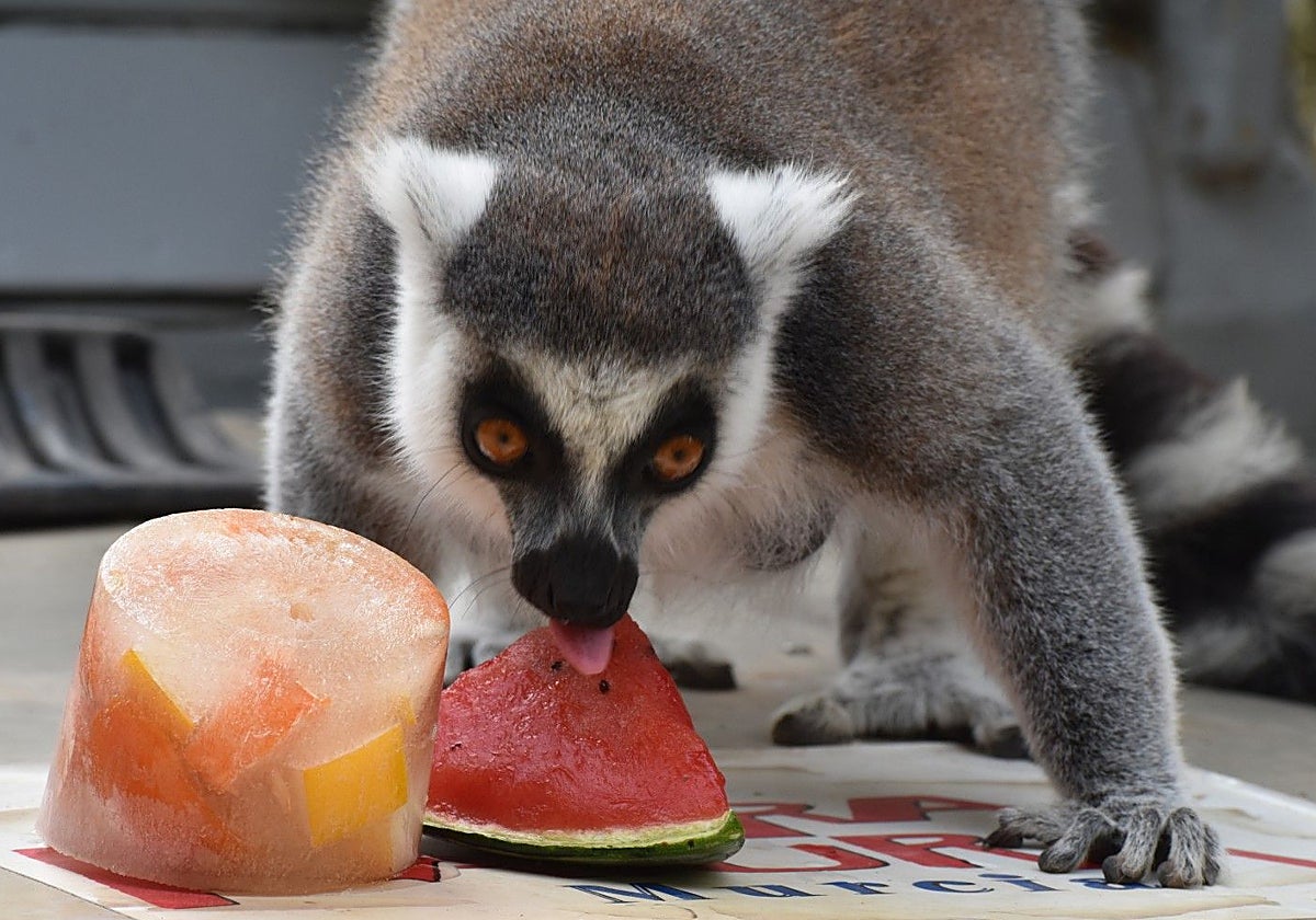 Terra Natura Murcia ofrece helados diarios a los animales para aliviar las altas temperaturas