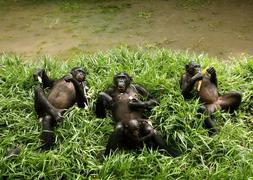 Un grupo de bonobos en Zimbawue. / G. Tomasevic (Reuters)