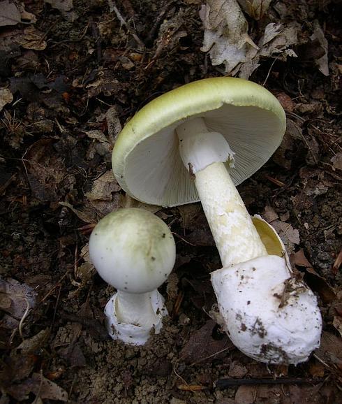 Ejemplar de la especie mortal 'amanita phalloides'.