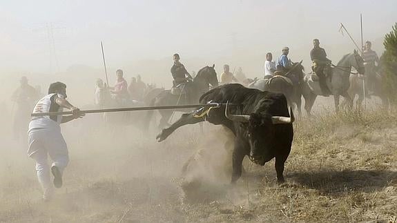 Imagen del festejo del Toro de la Vega. 