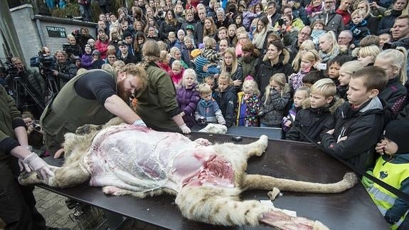 Escolares asisten a la disección del león.