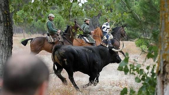 El último Toro de la Vega, Rompesuelas, seguido por los caballistas.