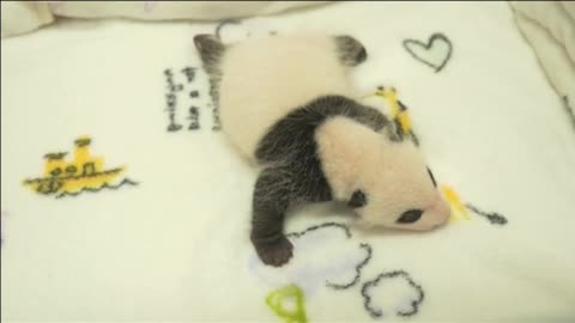 Uno de los bebés de panda gigante en su presentación en Macao.