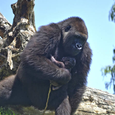 El bebé gorila junto a su madre al poco de dar a luz.