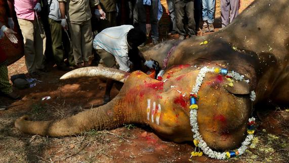 Un elefante salvaje muerto. 