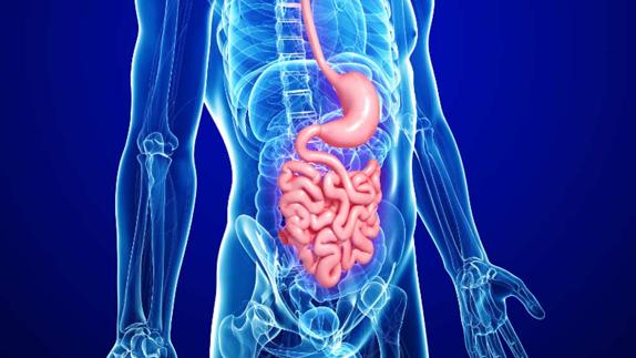 La microbiota intestinal influye en la gastroenteritis vírica.