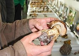 Un asistente a la clausura de Micodes sostiene un boletus edulis. Al fondo, expuestos en bandejas, diferentes tipos de hongos. ::                             M. A. R.