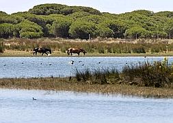 Marismas del Parque Nacional de Doñana en Andalucía :: EFE