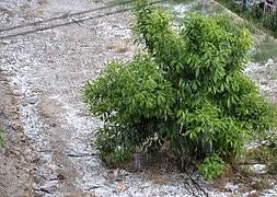 El granizo vuelve a golpear a la agricultura del norte de la Región