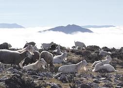 Dulces y cabras en la cumbre