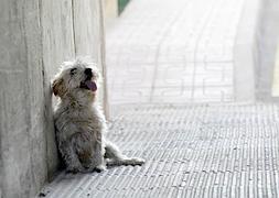 Un perro abandonado en una calle del centro de la ciudad. :: S.M. LARIO/AGM