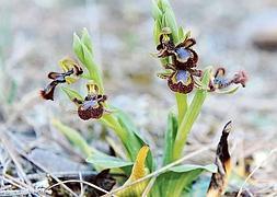 Espejo de Venus en flor, 'Ophrys speculum'.