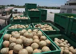Melones almacenados.:: Pablo Sánchez