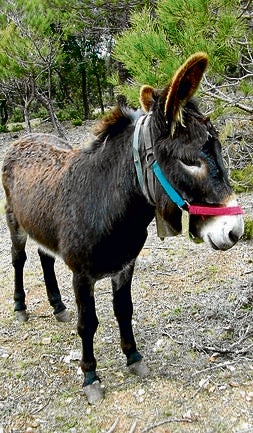 Un ejemplar de burro de la raza catalana. ::                             DAVID GAYA