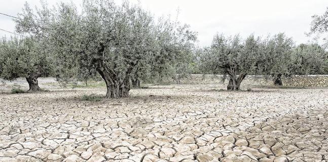 Preocupación por el riesgo de incendios ante la «intensa» sequía