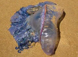 El ejemplar de carabela portuguesa aparecido en Calblanque. / AYTO. CARTAGENA