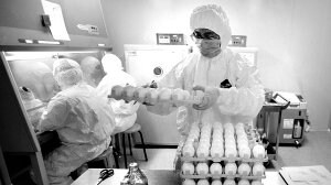 . Científicos experimentan con huevos en el área de inoculación del laboratorio. /REUTERS