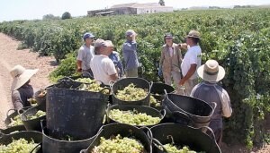 Recolección de uva en la Finca La Cabaña, en Pozo Estrecho, a mediados de agosto. / PABLO SÁNCHEZ / AGM