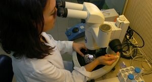 Una investigadora trabaja en uno de los laboratorios de la Universidad de Murcia, en el Campus de Espinardo.                                                           / GUILLERMO CARRIÓN / AGM