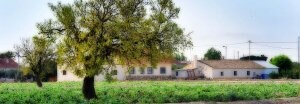 Un grupo de casas rurales en una zona de cultivo en un paraje de la pedanía de Tercia. / PACO ALONSO / AGM