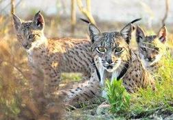 Familia felina. Tres ejemplares de lince ibérico nacidos en el centro de cría en cautividad El Acebuche, en Doñana, donde sobrevive una población de unos cincuenta ejemplares. ::                             EFE