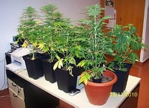 Las plantas incautadas, ya a buen recaudo de la Policía Local. ::
P.L.