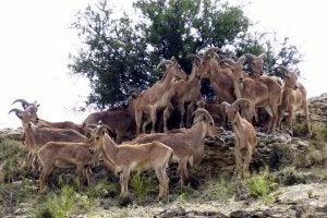 Un rebaño de arruis en Sierra Espuña. ::                             VICENTE VICÉNS / AGM