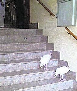 Los pavos en la escalera del Palacio de Justicia. Foto: LV