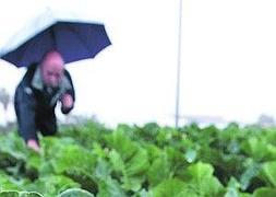 Un agricultor comprobando los efectos de la lluvia en sus coliflores en un huerto de la Orilla del Azarbe. Foto: Vicente Vicens/ AGM