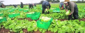 Una cuadrilla de trabajadores recoge lechugas y las pone en cajas, en una finca de La Puebla, propiedad de Santiago Pérez. ::                             ANTONIO GIL / AGM