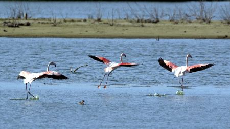 Eclosión de flamencos