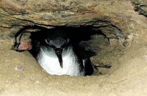 Un ejemplar de pardela mediterránea, en una de las cuevas donde anidan.