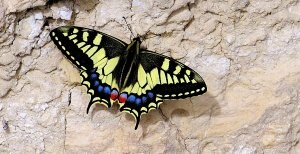 'Papilio machaon' es una de las
especies más conocidas de
Europa, aunque en declive en
las últimas décadas, abunda en la
Península.